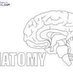 Raskrasil.com-Anatomy-Coloring-Pages-Brain