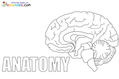 Anatomy Coloring Pages