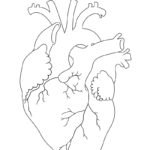 Raskrasil.com-Anatomy-Coloring-Pages-Heart