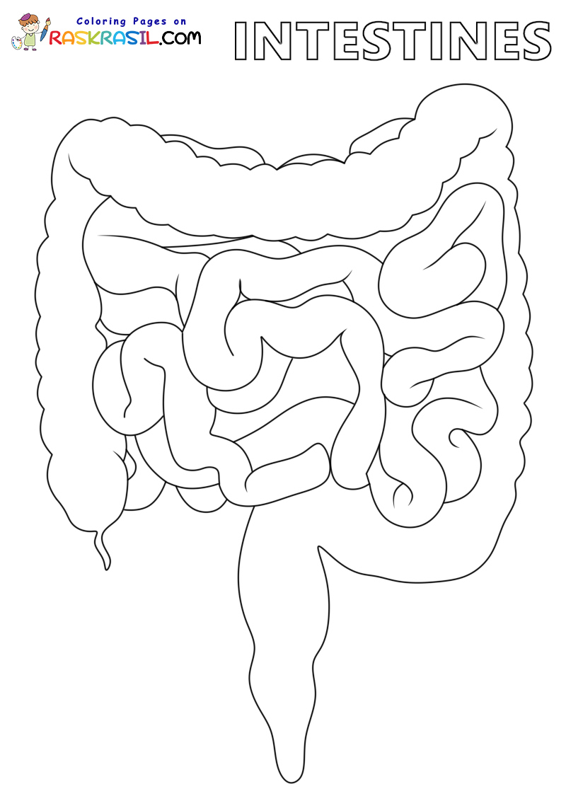 Raskrasil.com-Anatomy-Coloring-Pages-Intestines