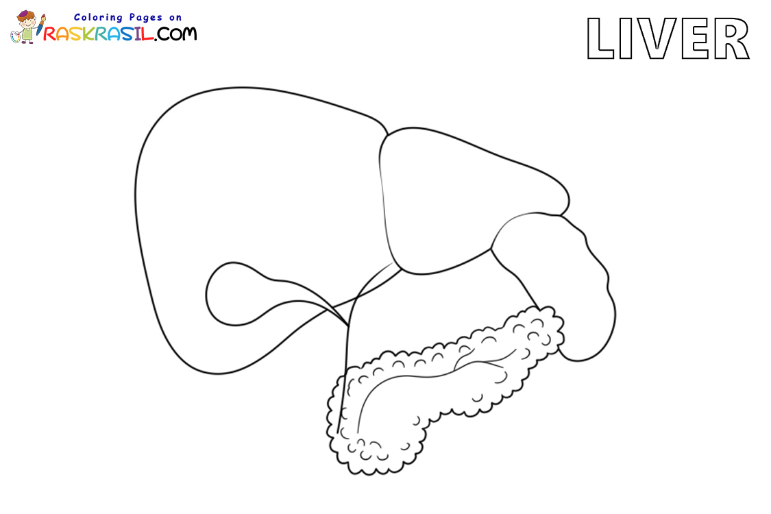 Raskrasil.com-Anatomy-Coloring-Pages-Liver