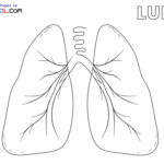Raskrasil.com-Anatomy-Coloring-Pages-Lungs
