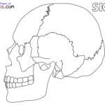 Raskrasil.com-Anatomy-Coloring-Pages-Skull