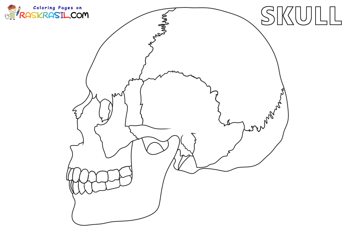 Raskrasil.com-Anatomy-Coloring-Pages-Skull