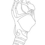 Raskrasil.com-Anatomy-Coloring-Pages-Throat