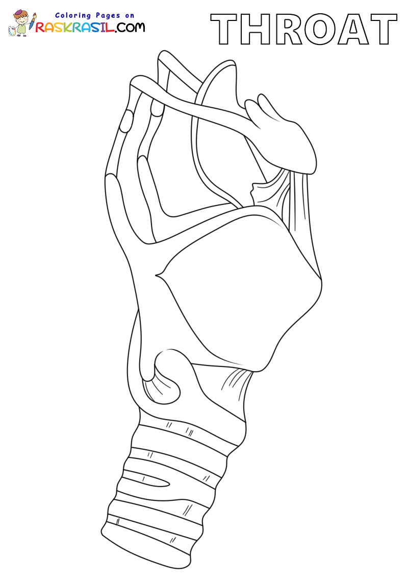 Raskrasil.com-Anatomy-Coloring-Pages-Throat