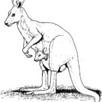 Raskrasil.com-Australian-Animals-Colouring-Pages-1