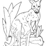 Raskrasil.com-Australian-Animals-Colouring-Pages-15