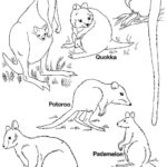 Raskrasil.com-Australian-Animals-Colouring-Pages-22