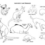 Raskrasil.com-Australian-Animals-Colouring-Pages-23