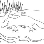 Raskrasil.com-Australian-Animals-Colouring-Pages-30