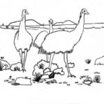 Raskrasil.com-Australian-Animals-Colouring-Pages-31