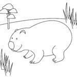 Raskrasil.com-Australian-Animals-Colouring-Pages-33