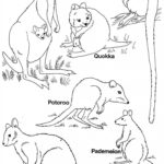 Raskrasil.com-Australian-Animals-Colouring-Pages-34