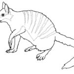 Raskrasil.com-Australian-Animals-Colouring-Pages-47