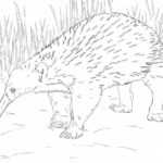 Raskrasil.com-Australian-Animals-Colouring-Pages-48
