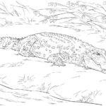 Raskrasil.com-Australian-Animals-Colouring-Pages-49