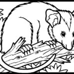 Raskrasil.com-Australian-Animals-Colouring-Pages-50