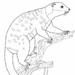 Raskrasil.com-Australian-Animals-Colouring-Pages-57