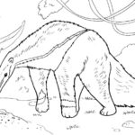 Raskrasil.com-Australian-Animals-Colouring-Pages-62
