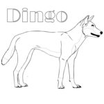 Raskrasil.com-Australian-Animals-Colouring-Pages-63