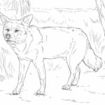 Raskrasil.com-Australian-Animals-Colouring-Pages-64