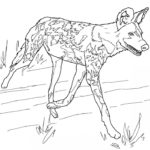 Raskrasil.com-Australian-Animals-Colouring-Pages-65