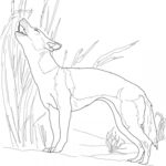 Raskrasil.com-Australian-Animals-Colouring-Pages-67