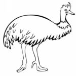 Raskrasil.com-Australian-Animals-Colouring-Pages-69