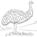 Raskrasil.com-Australian-Animals-Colouring-Pages-70