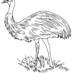 Raskrasil.com-Australian-Animals-Colouring-Pages-72
