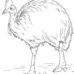 Raskrasil.com-Australian-Animals-Colouring-Pages-80
