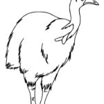 Raskrasil.com-Australian-Animals-Colouring-Pages-82
