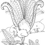 Raskrasil.com-Australian-Animals-Colouring-Pages-84