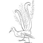 Raskrasil.com-Australian-Animals-Colouring-Pages-85