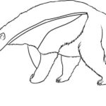 Raskrasil.com-Australian-Animals-Colouring-Pages-89