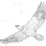 Raskrasil.com-Bald-Eagle-Coloring-Pages-13