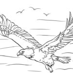 Raskrasil.com-Bald-Eagle-Coloring-Pages-15