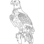 Raskrasil.com-Bald-Eagle-Coloring-Pages-25
