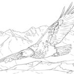 Raskrasil.com-Bald-Eagle-Coloring-Pages-27