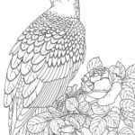 Raskrasil.com-Bald-Eagle-Coloring-Pages-35
