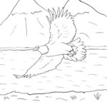 Raskrasil.com-Bald-Eagle-Coloring-Pages-40