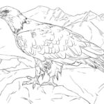 Raskrasil.com-Bald-Eagle-Coloring-Pages-43