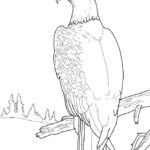 Raskrasil.com-Bald-Eagle-Coloring-Pages-44
