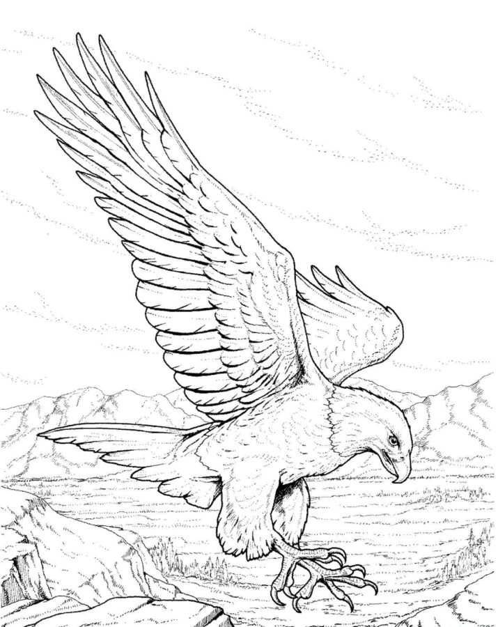 Ausmalbilder Weißkopfseeadler | Malvorlagen zum Ausdrucken