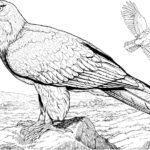 Raskrasil.com-Bald-Eagle-Coloring-Pages-7
