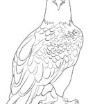 Raskrasil.com-Bald-Eagle-Coloring-Pages-73