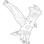 Raskrasil.com-Bald-Eagle-Coloring-Pages-75