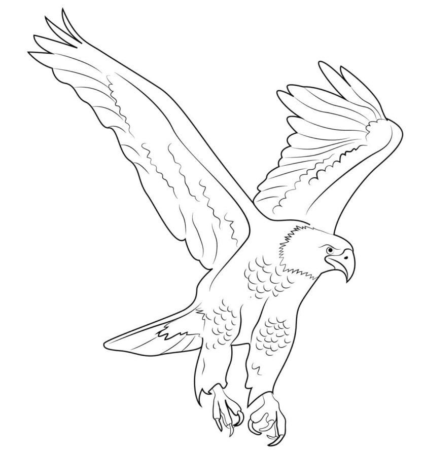 Seeadler Ausmalbild , Super Weißkopfseeadler Ausmalbild » Gratis