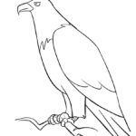 Raskrasil.com-Bald-Eagle-Coloring-Pages-78